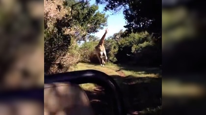 Una jirafa protagonizó una aterradora escena de película al perseguir a tres turistas en un safari