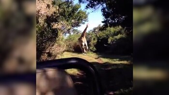 Una jirafa protagonizó una aterradora