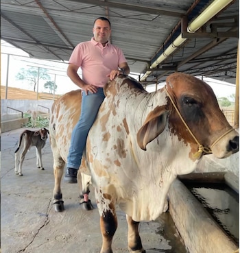 Hombre en polo rosa y jeans azules montado en un toro blanco con manchas marrones y protectores de pezuñas. Un ternero pequeño en el fondo bajo un techo metálico