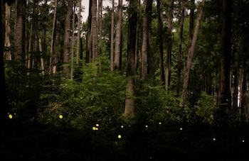 La derogación de la protección a áreas forestales permite tala y construcción en millones de hectáreas de bosques