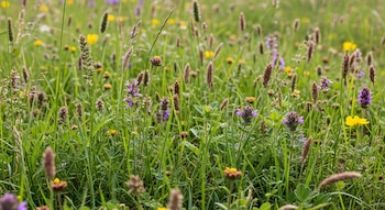 Primer plano de un denso pastizal con hierbas de diferentes alturas, espigas y pequeñas flores silvestres amarillas y púrpuras esparcidas entre la vegetación.