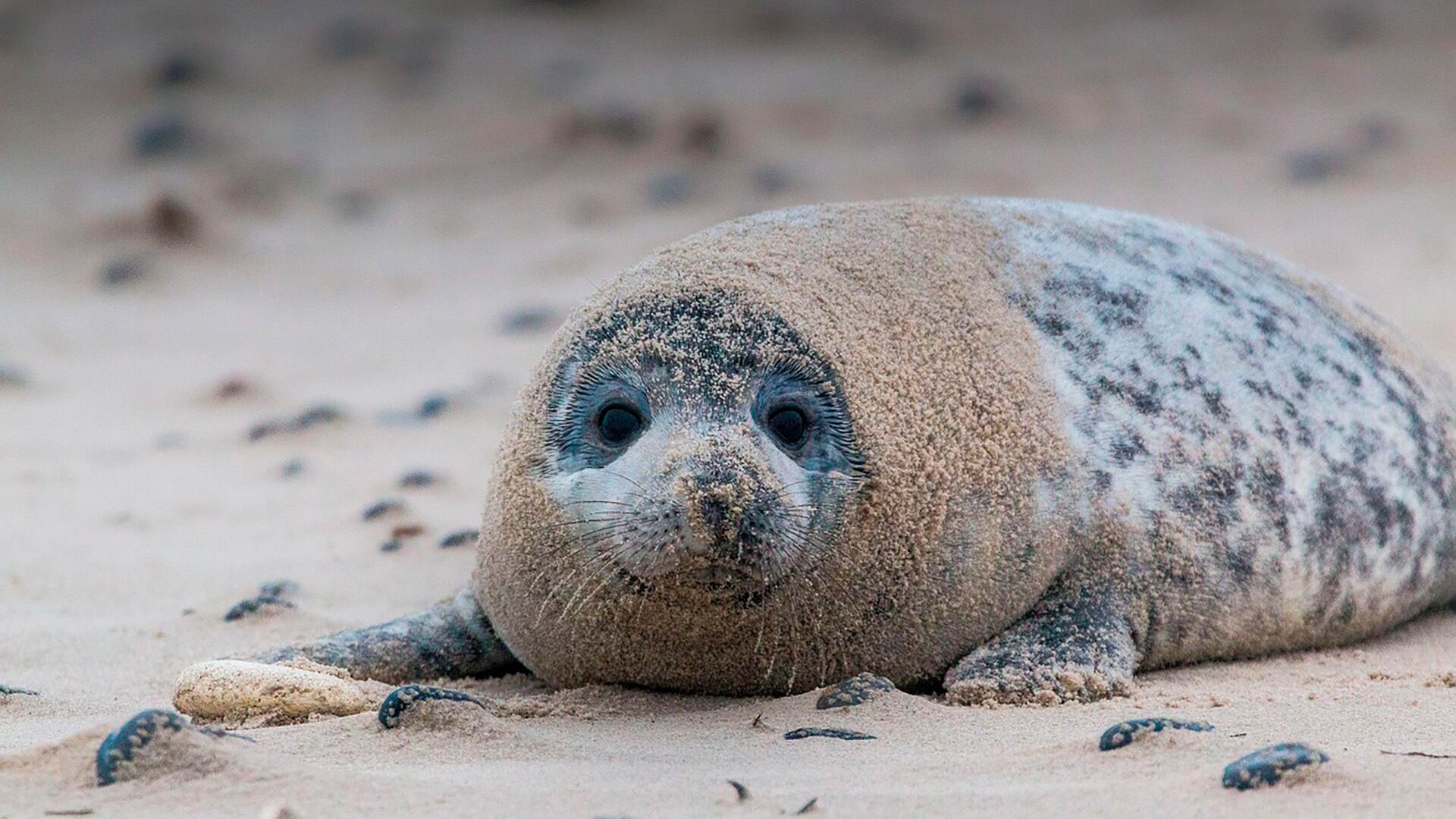 El análisis con inteligencia artificial reveló que ciertos azúcares clave aparecen en la leche de foca justo cuando las crías más los necesitan (Pixabay)