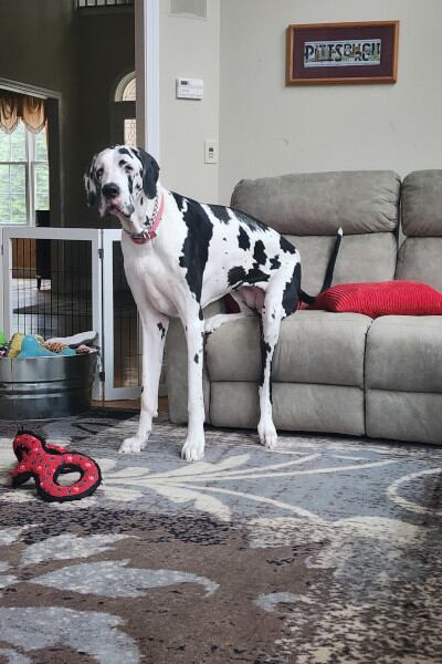 Las reacciones en la comunidad resaltan el carácter dócil y sociable de Minnie, así como las bromas sobre su enorme tamaño y su supuesto talento para la equitación (Guinness World Records)