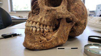 Primer plano lateral de un cráneo fósil de color marrón claro con mandíbula y dentadura, reposando sobre una superficie gris en un laboratorio.