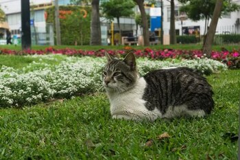 En materia de prevención sanitaria, el 27,0% de los hogares con gatos señaló que cumple con la vacunación antirrábica anual de sus mascotas.
