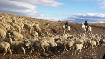 Desde el gremio de los