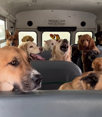 El “autobús de los cachorros”
