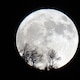 Luna de Ciervo hoy 29 de julio: a qué hora se iluminará el cielo de tono plateado y desde dónde será visible
