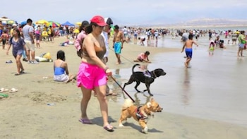 Playas pet friendly en Lima: