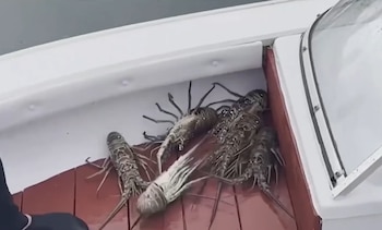 Varias langostas sobre el suelo de madera de un barco blanco y rojo. Se observa parte de un casco y el pie de una persona
