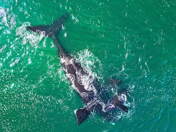 Cada septiembre en Sudáfrica, el