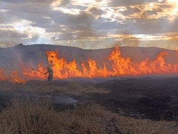 Una persona con traje de protección y casco sostiene una herramienta frente a una extensa línea de fuego sobre un pastizal seco