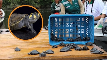 Más de mil tortugas regresan a la Amazonía tras ser salvadas del tráfico ilegal: así fue la emotiva liberación en Loreto