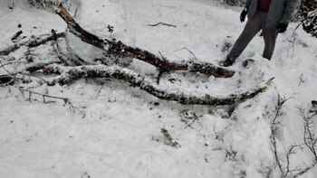 La rama que cayó por