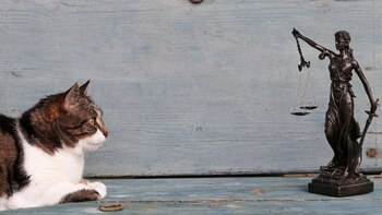 Corte Constitucional de Colombia: animales