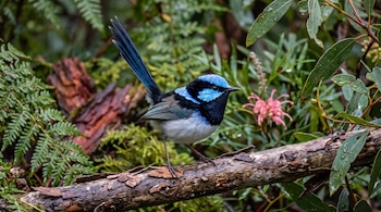 Un ave pequeña de plumaje azul y negro sobre una rama de madera, rodeada de helechos y hojas verdes.