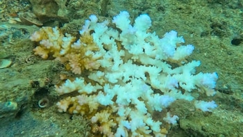 Alerta en Costa Rica: fenómeno de El Niño amenaza con destruir arrecifes de coral por el calentamiento del océano Pacífico