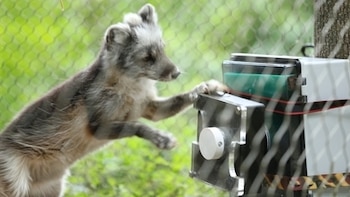 Cómo la tecnología ayuda a promover conductas de la vida salvaje en los animales de zoológico