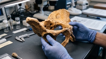 Manos con guantes azules sostienen un fósil pélvico sobre una mesa con calibre, pincel y microscopio.