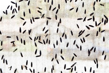 Las especies machos adquieren proteían