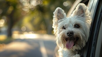 Integrar al animal a los paseos en auto refuerza el vínculo (Imagen Ilustrativa Infobae)