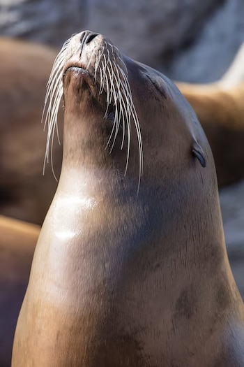 Primer plano de la cabeza y cuello de un lobo marino con la cara inclinada hacia arriba y vibrisas blancas