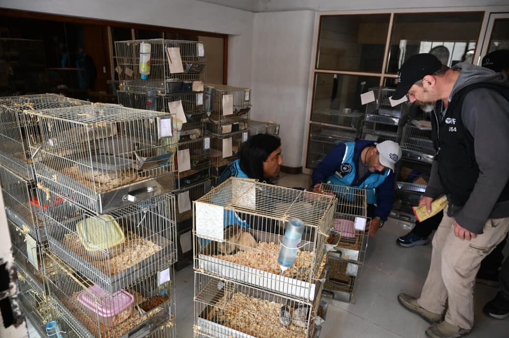 Los animales estaban en jaulas