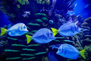 El Gran Acuario Mar de