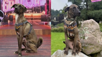 Tlacoyo, el perrito rescatado que se suma como participante a La Granja VIP