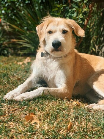 Según una encuesta realizada a