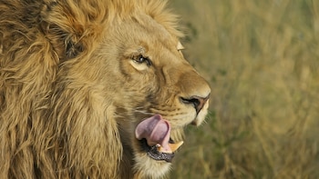 Los leones tuvieron que ser