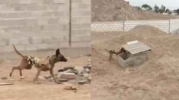 Un perro pastor belga malinois con chaleco camuflado corre y otro perro similar busca en una estructura de concreto sobre terreno árido