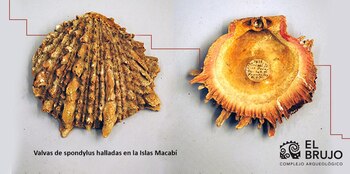 Valva de Spondylus. (Foto: Complejo arqueológico El Brujo)