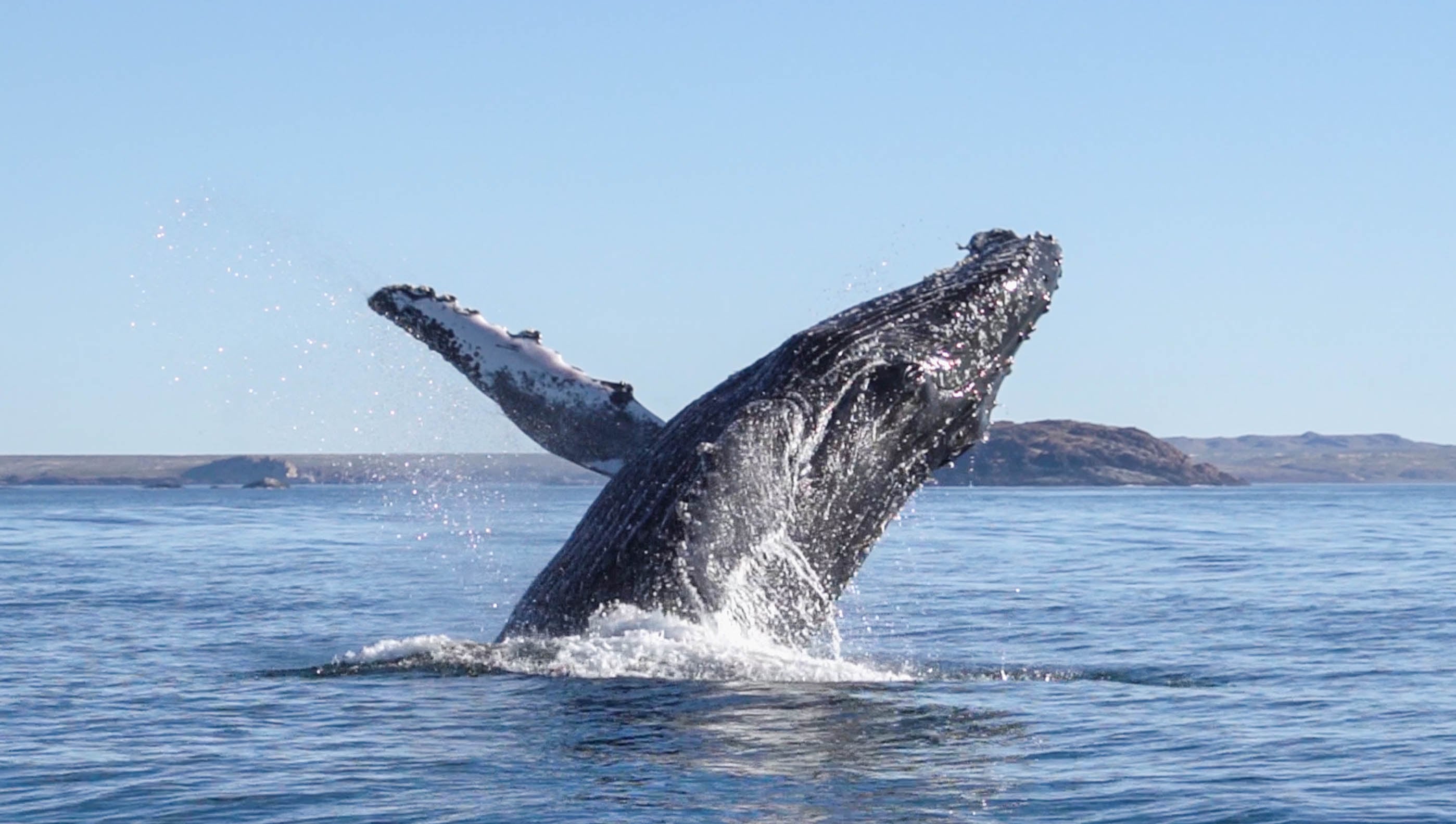 Las cenizas volcánicas de los Andes fertilizaron el océano Austral hace más de 5 millones de años. Habrían favorecido el desarrollo del fitoplancton y la evolución de las ballenas/Archivo Krissia Borja-Rewilding Argentina