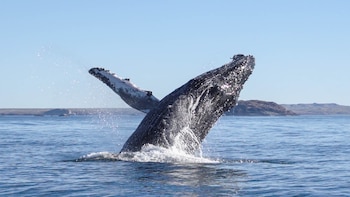 Científicos descubren dato inesperado sobre las ballenas jorobadas: usan la costa peruana como “restaurante” durante su migración