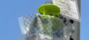Una trampa de plástico verde para moscas con muchos insectos, sujeta a un poste de metal, con una etiqueta blanca visible, bajo un cielo azul