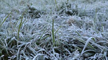 Las heladas golpearon al principal