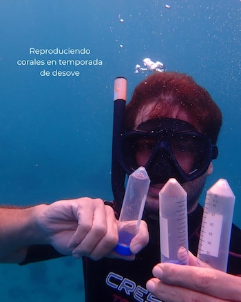 El proyecto criopreservó esperma de 17 colonias de coral cerebro, Diploria labyrinthiformis, y procesó 110 viales durante el desove de junio de 2026. (Foto cortesía Fundemar)