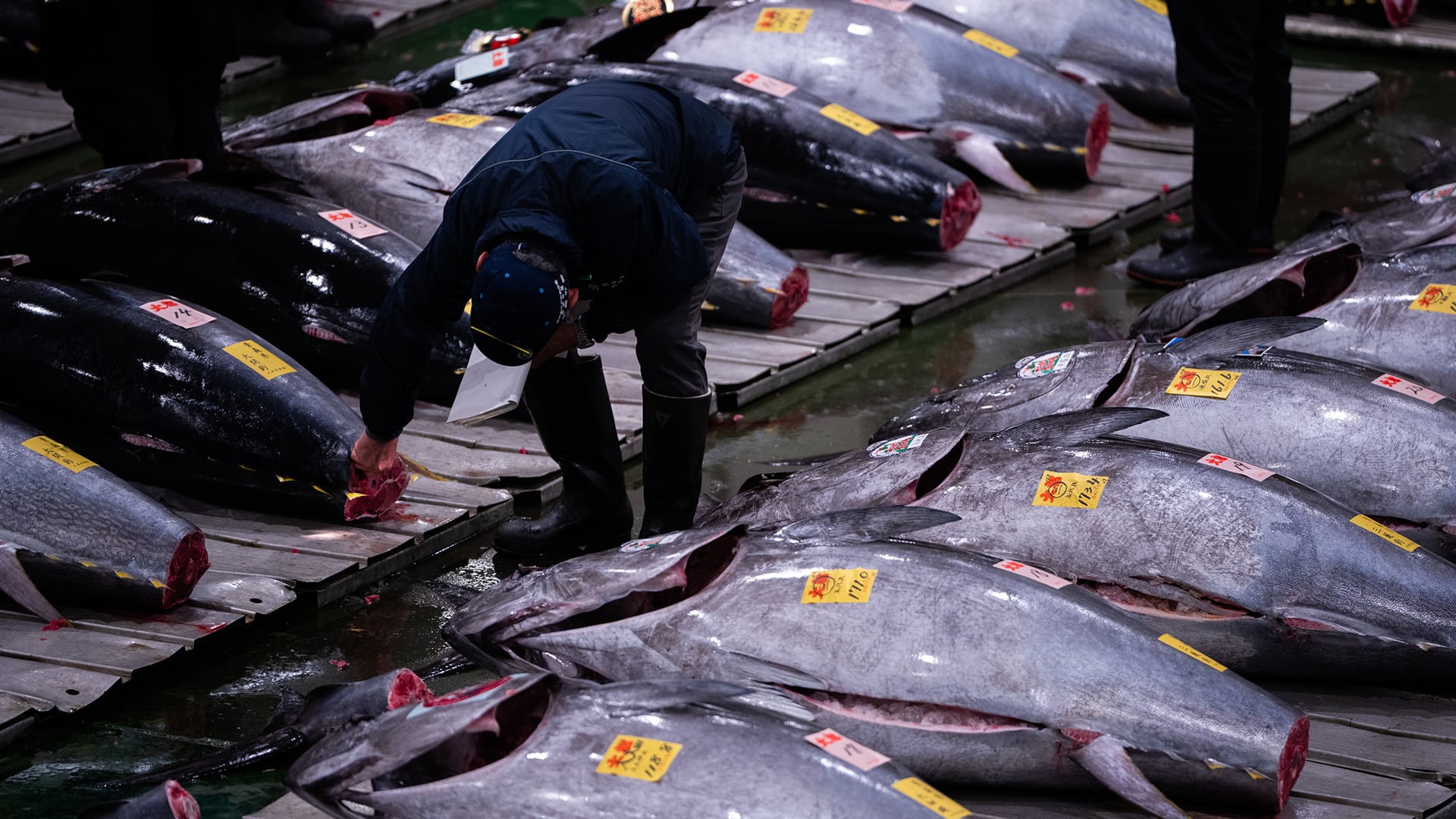 El atún rojo es uno de los peces más cotizados del mundo, especialmente en mercados asiáticos. (AP Photo / Louise Delmotte)