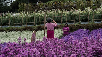 Las plantas con flores diversificaron sus estrategias de dispersión de semillas antes de lo que se pensaba