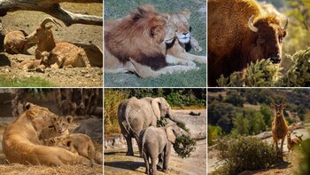 Algunos de los animales que