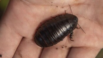 Esta cucaracha no voladora, adaptada