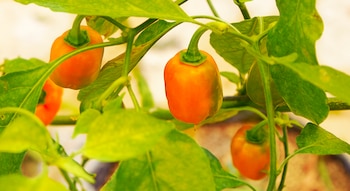 El chile habanero es el