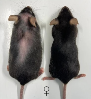 Comparación de ratones. El de