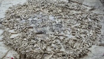 Según el nuevo análisis, no