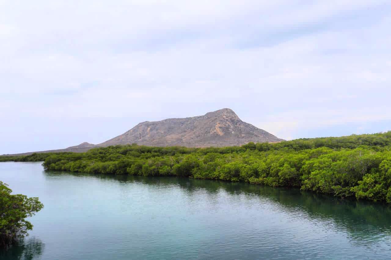 El proyecto de carbono azul busca conservar manglares y pastos marinos, promoviendo la captura de dióxido de carbono y la generación de créditos de carbono. (Foto cortesía Ministerio de Medio Ambiente RD)