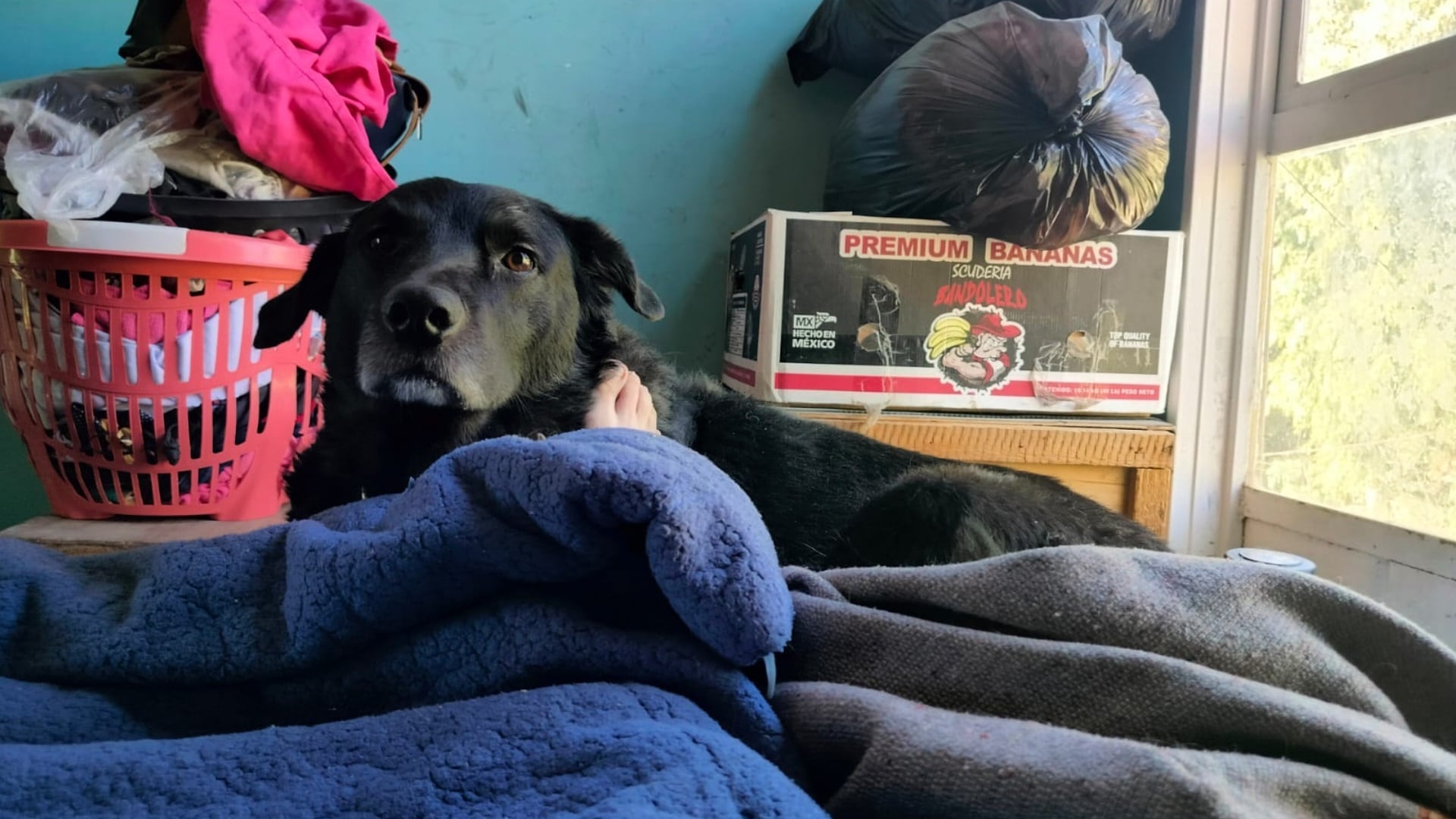 Las mascotas en el Edomex deberán estar a través del Registro Único de Animales de Compañía (Foto: Jorge Contreras/Infobae)