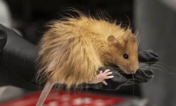 El experimento utilizó la técnica