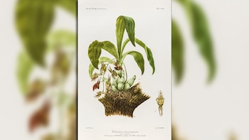 Una de las imágenes editadas