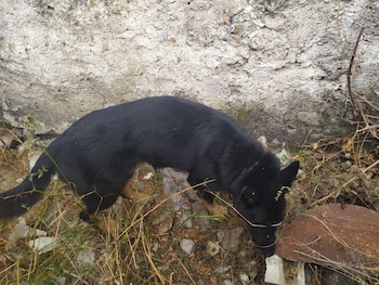 Un agente canino apoya en